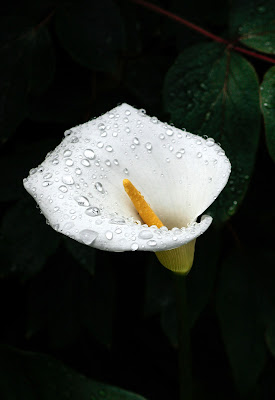 Quel giorno di primavera. di Lucrezia Cleente