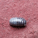 Woodlouse