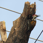 Black-rumped Flameback Woodpecker