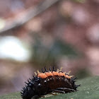 Asian Ladybird (larva)