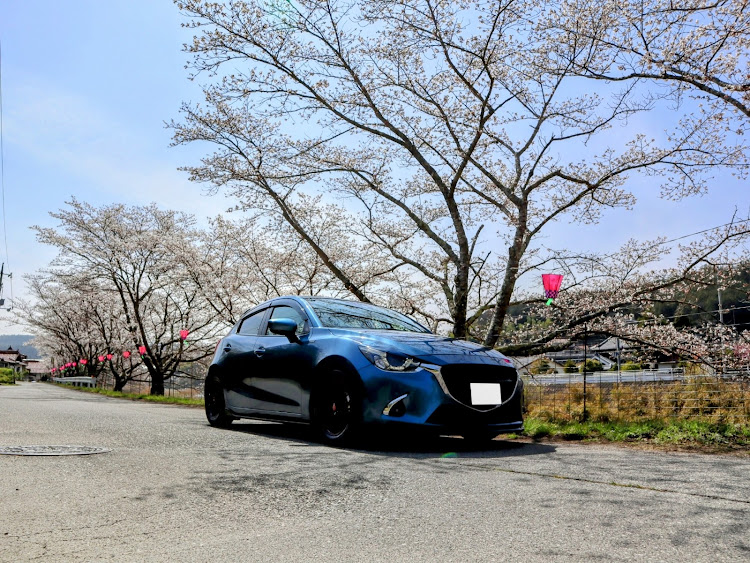 デミオのODJC・DJデミオ・桜🌸・散り桜に関するカスタム事例の投稿画像2枚目