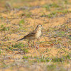 Richard's Pipit