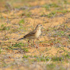 Richard's Pipit