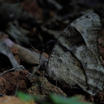 Butterflies of Kerala