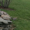 Eastern Gray squirrel