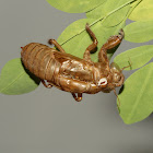 Cicada Exuvia