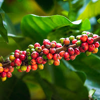 Coffea Arabica la più amata dagli Italiani... di 