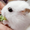 シロン🐹