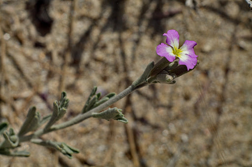 Malcolmia littorea