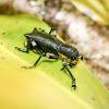 Chilean flightless Weevil