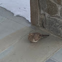 Mourning Dove