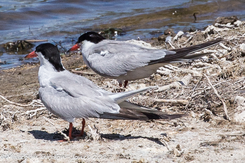 Common Tern; Charrán Común