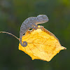 Mediterranean chameleon