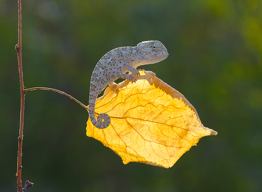 Mediterranean chameleon