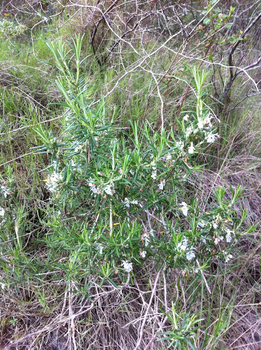 Wild Rosemary - White Flowers