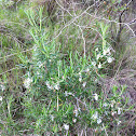 Wild Rosemary - White Flowers