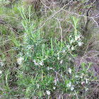 Wild Rosemary - White Flowers