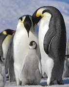 Emperor penguins on Snow Hill Island, Antarctica, gaze down at their chick. Tourism to the continent is booming as the pandemic eases.    