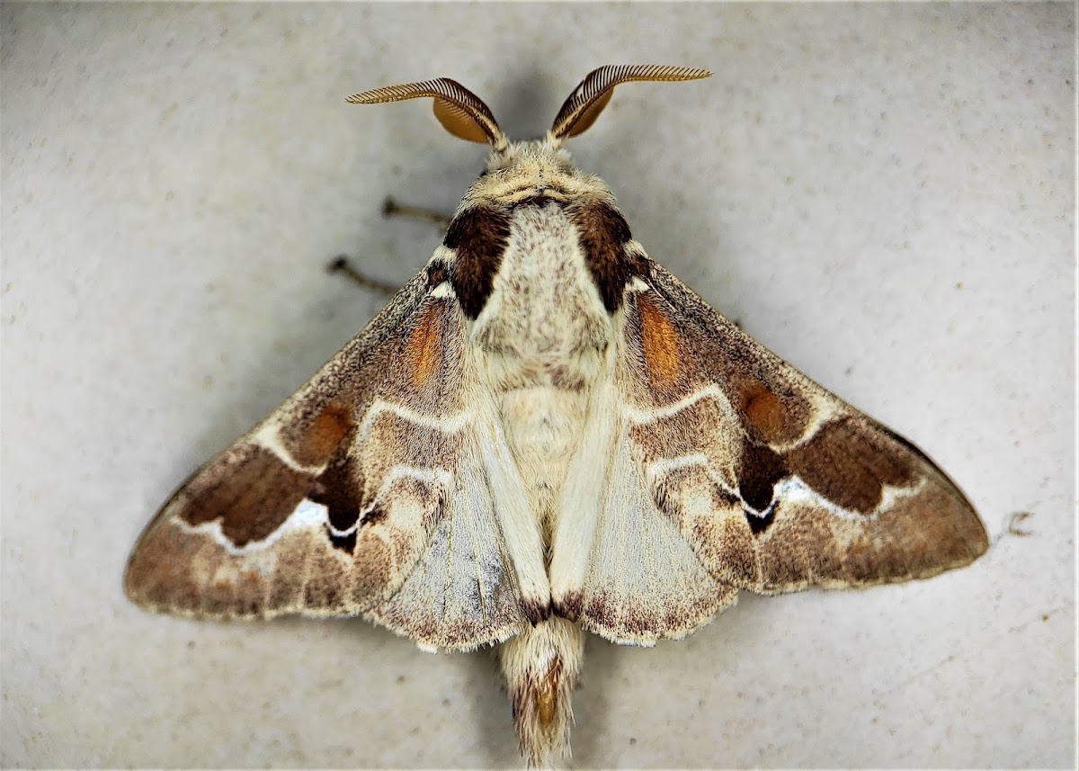 Prominent moth