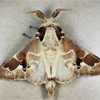 Prominent moth