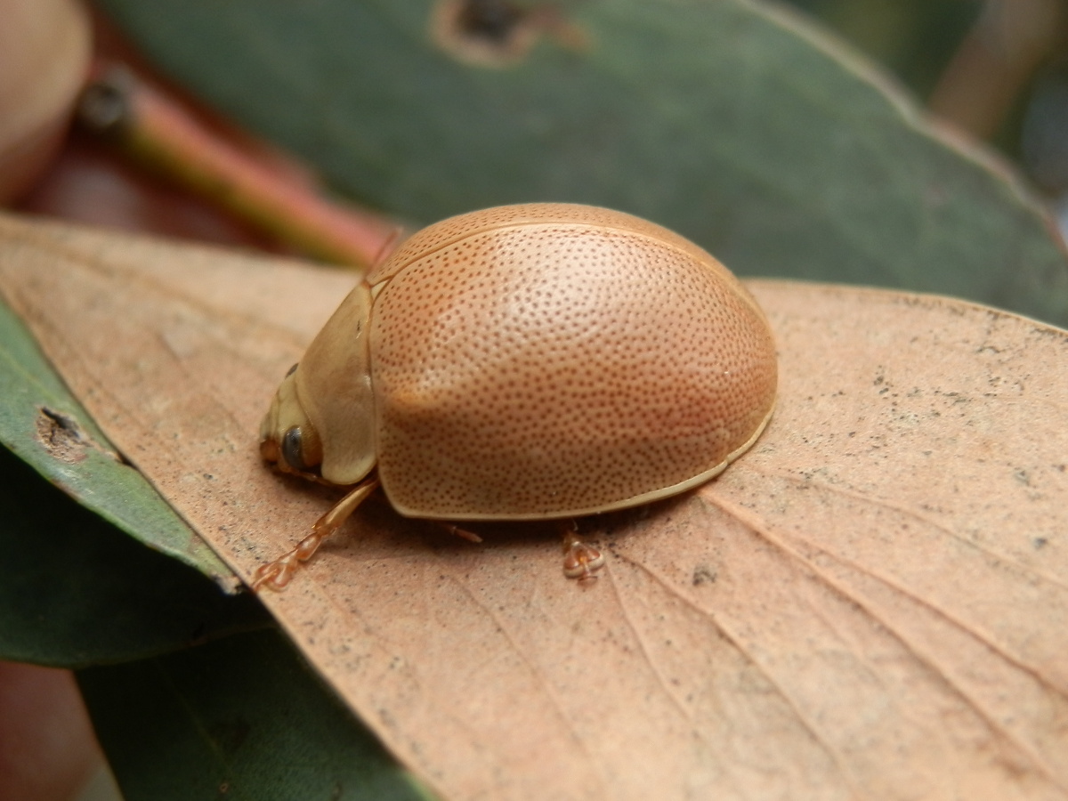 Leaf Beetle