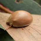 Leaf Beetle