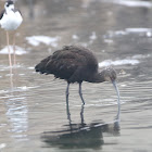 White-faced Ibis