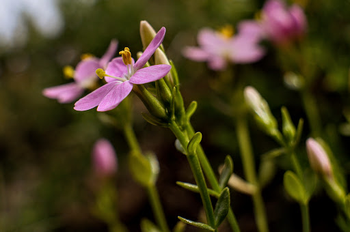 Centaurium pulchellum