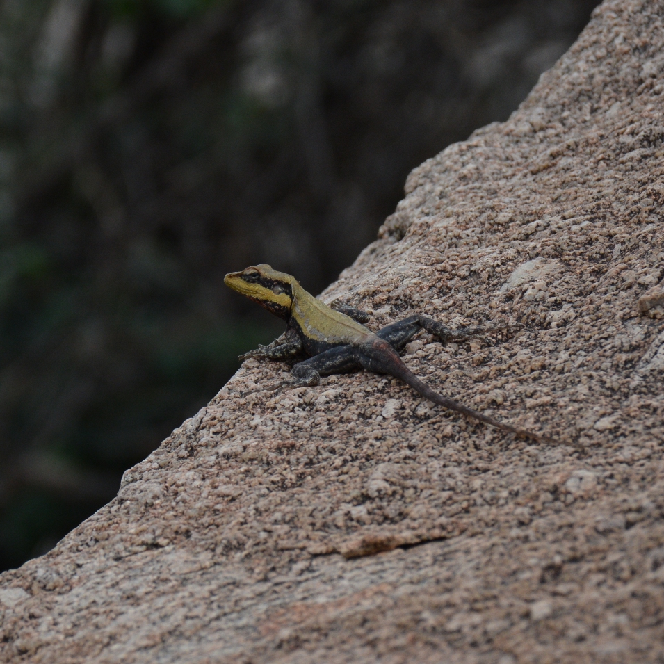 South Indian Rock Agama