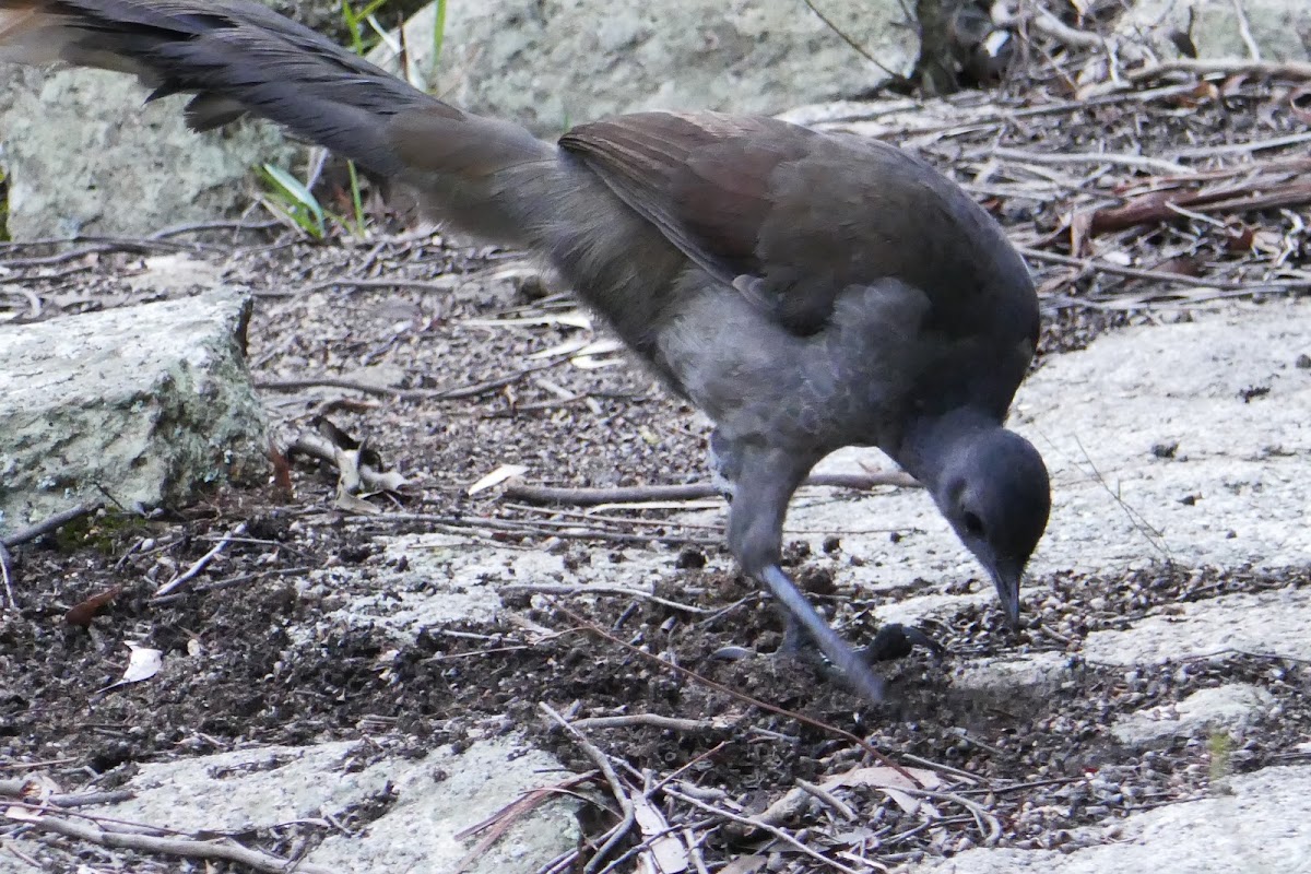 Superb Lyrebird (female)