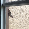 Brown Anole