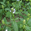 Common Selfheal