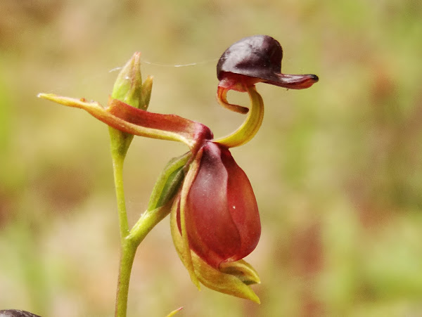 This Orchid Looks Like an Adorable Flying Duck