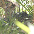 American Alligator