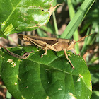 Grasshopper