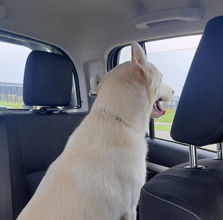 Man’s best friend in SA’s best-selling vehicle.