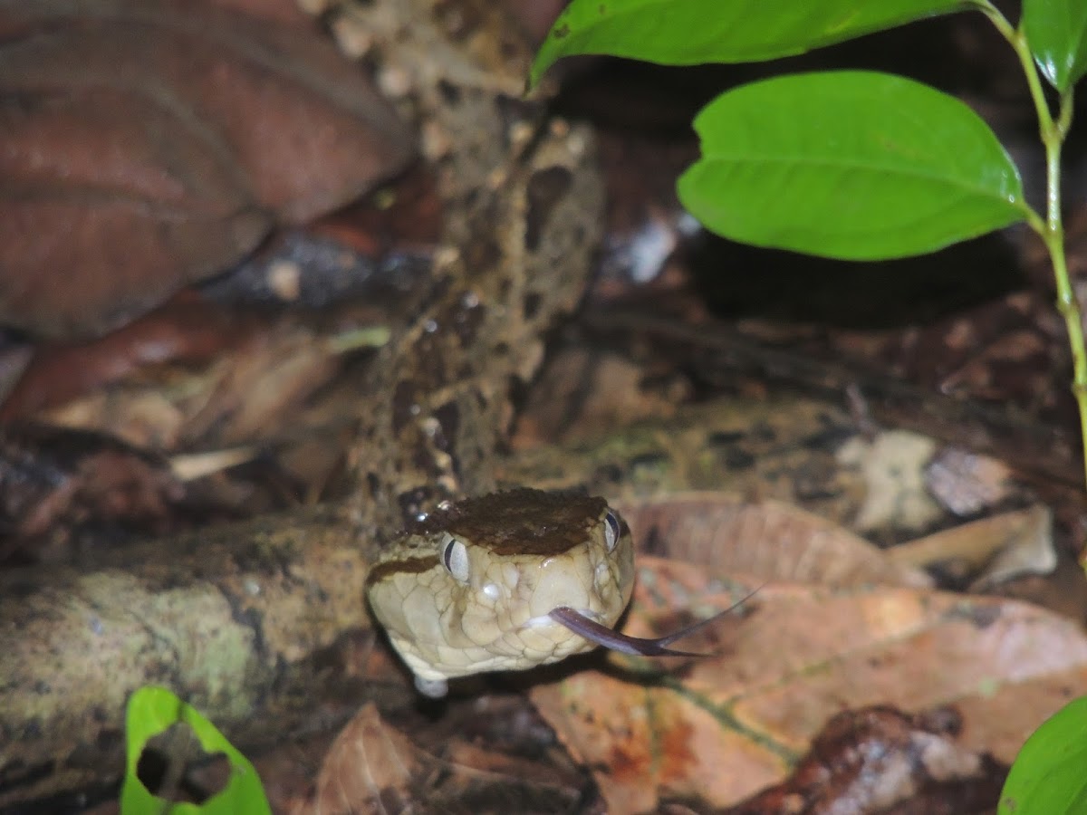 Fer-de-lance