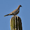 White-winged Dove