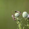 Eastern Leaf-footed Bug