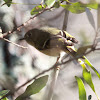 Ruby-Crowned Kinglet