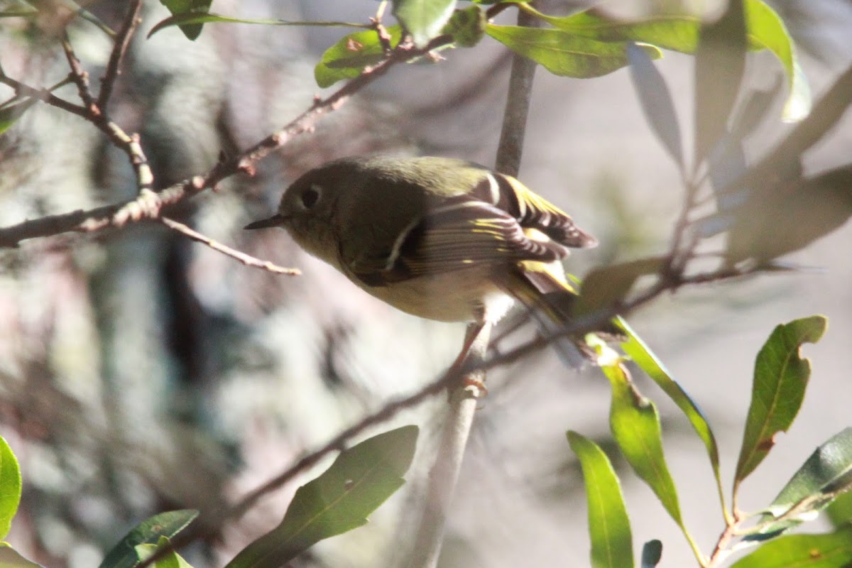 Ruby-Crowned Kinglet