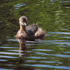 Pied-billed Grebe