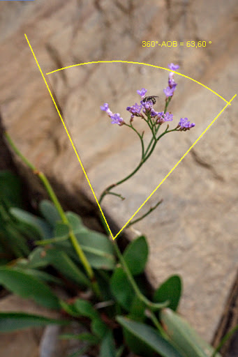 Limonium narbonense