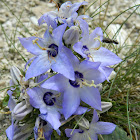 Various-coloured bellflower (Καμπανούλα η ποικιλόχρωμη)