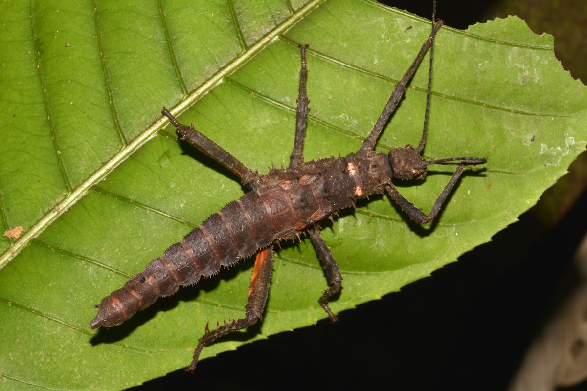 Stick Insect, Phasmid - Female