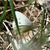 Cabbage White