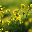 Rape seed flower plant