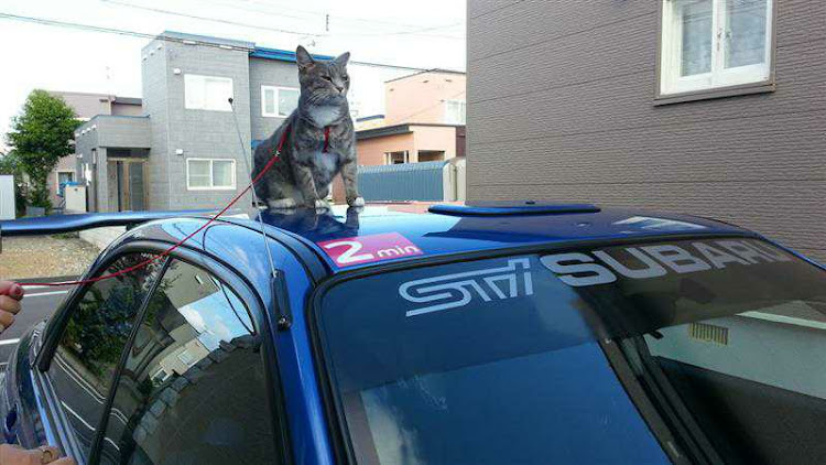 Aクラスの右斜め前写真展・猫も参加・イベント参加・Mercedes-AMGに関するカスタム事例の投稿画像1枚目
