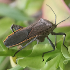 Squash Bug