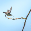 Ruby-throated hummingbird (females)